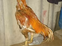Chickens — الصورة 1