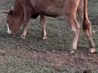 Корова, Latvian Blue cattle — фото 1