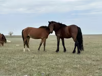 Stute, Kazakh horse — Foto 1