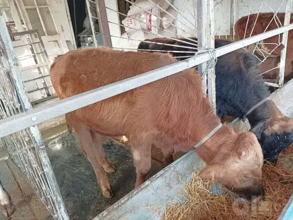 公牛, Cattle