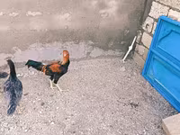 Chickens — 1-сурет