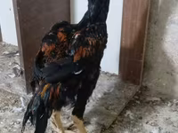 Chickens — फ़ोटो 7