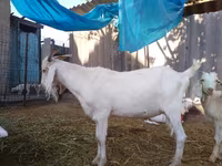 公山羊, Saanen goat — 照片 7