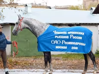 At, Orlov Trotter — foto 2