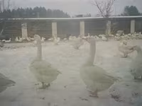 Chickens — foto 4
