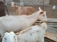 बकरा, बकरियाँ — फ़ोटो 2