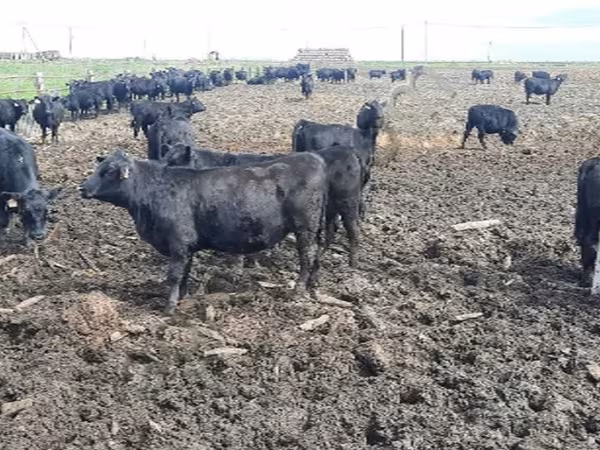 Aberdeen-Angus