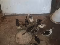 Ducks — foto 2