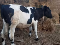 Bulle, Russian Black pied cattle — Foto 4