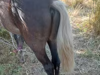 公马, Horses — 照片 4