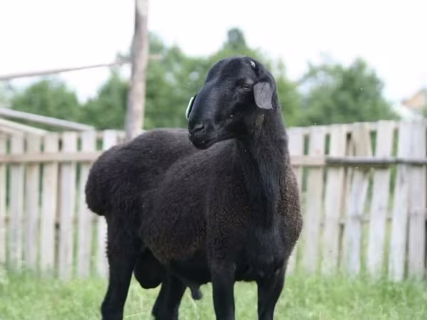 Widder, Schafe