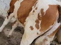بقرة, Simmental cattle — الصورة 8