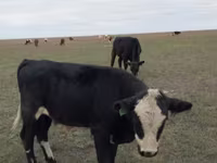 Buğa, Simmental cattle — foto 7