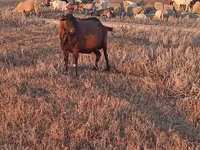 公山羊, Italian Alpine goat — 照片 1