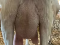 Ziege, Saanen goat — Foto 4