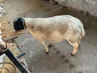 公羊, Dorper sheep — 照片 2