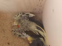 Məhsul: Nimfa (Cockatiel) tutuquşuları və qəfəs dəsti Təsvir: - 2 — फ़ोटो 4