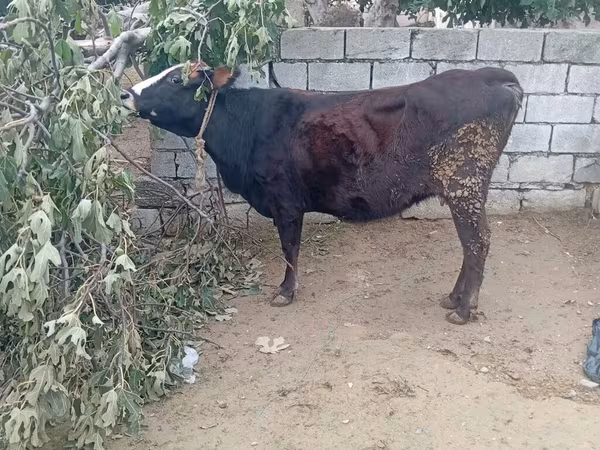 Cow, Cattle