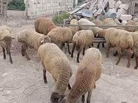 Qoyun, Qoyunlar — foto 2