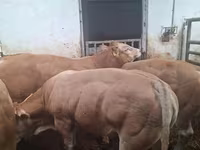 Toro, Blonde d’Aquitane cattle — foto 6