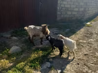 Cabra, Cabras — foto 1