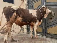 सांड, Simmental cattle — फ़ोटो 2