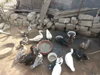 Ducks — Foto 4