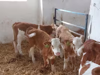 ثور, Simmental cattle — الصورة 1
