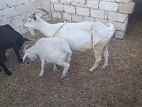 Ешкі, Ешкілер — 2-сурет
