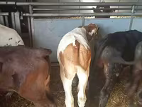 Бұқа, Simmental cattle — 4-сурет