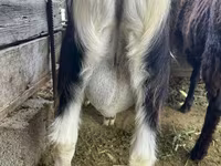 公山羊, Alpine goat — 照片 5