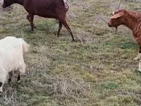 Goats (batch, sex not specified), Saanen goat — photo 7