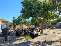 Chickens — foto 2