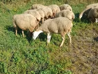 Қой, Karabakh sheep — 2-сурет