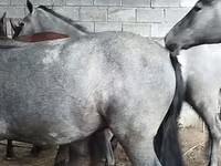 At, Horse breed — foto 3