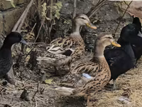 कॉल — फ़ोटो 1