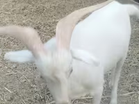 Keçi, Saanen goat — foto 2