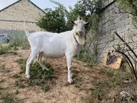 Keçilər (partiya, cinsi göstərilməyib), Saanen goat — foto 1