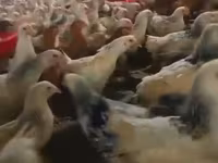 Chickens — Foto 3