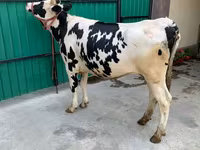 Kuh, Holstein-Rasse — Foto 5