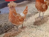 Chickens — photo 3