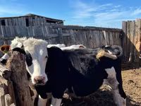 Buqa, Russian Black pied cattle — 4-rasm