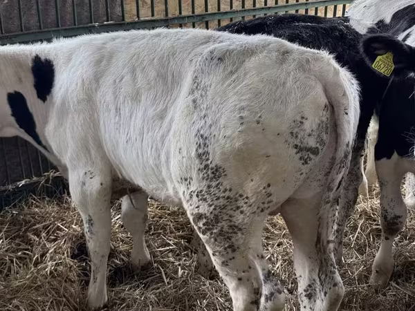 Bulle, Russian Black pied cattle