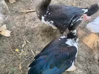 Ducks — फ़ोटो 3