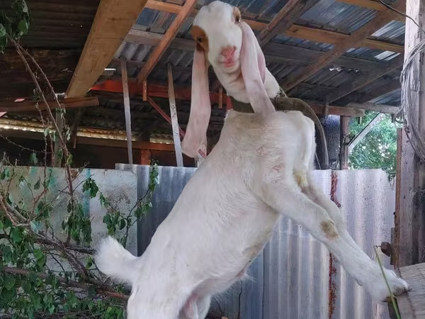 Keçi, Kamori goats
