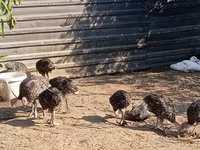 Turkeys — الصورة 6