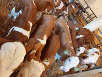 Bull, Simmental cattle — photo 1