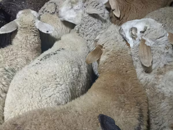 Carnero, Ovejas
