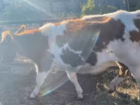 Toro, Simmental cattle — foto 4