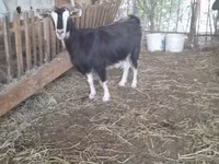 Cabra, Cabras — foto 1